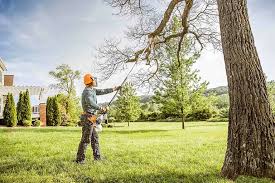 Best Tree Preservation Services  in Dublin, CA