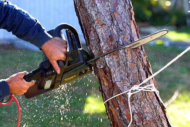Leaf Removal in Dublin, CA
