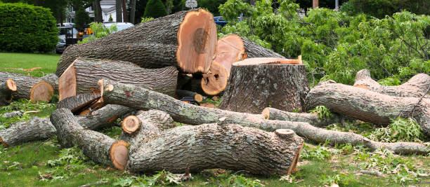 Trusted Dublin, CA Tree Care Experts