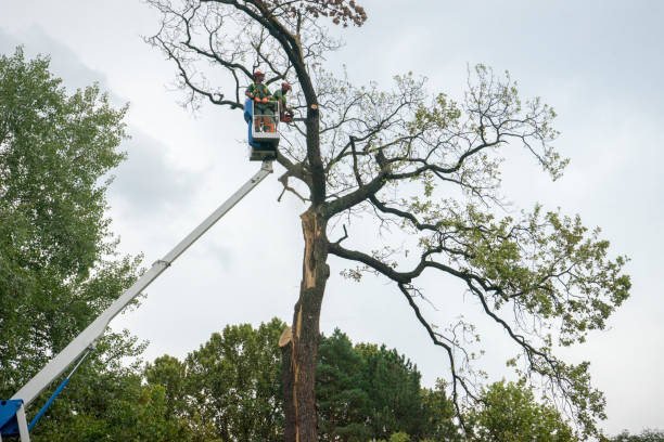 Seasonal Cleanup (Spring/Fall) in Dublin, CA