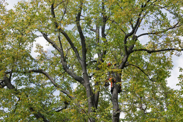 Tree and Shrub Care in Dublin, CA